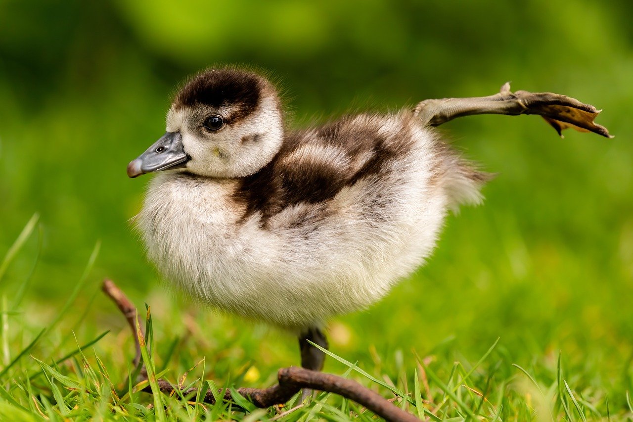 goose-7161311_1280