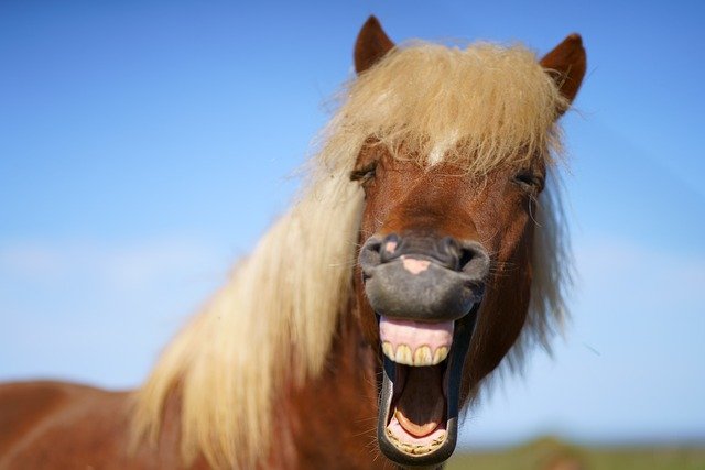 horse-6475510_640